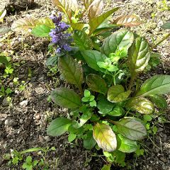 もっと身近に花と緑を 横浜の花問屋 モンキーポッド 人気ブログランキング