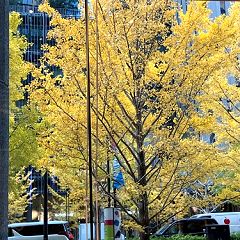 51位のイメージ