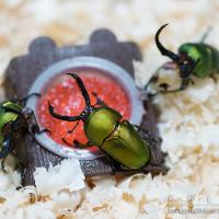 37位のイメージ