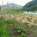 575位のイメージ