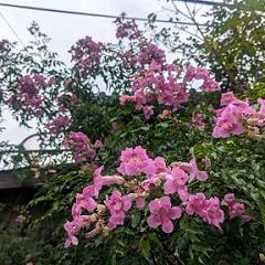 15位のイメージ