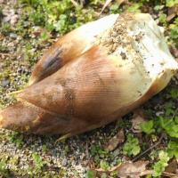 262位のイメージ