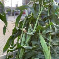 56位のイメージ