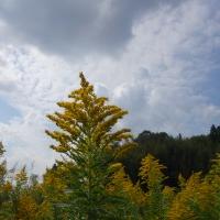 17位のイメージ