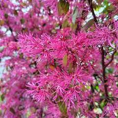 77位のイメージ