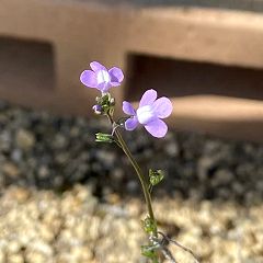 77位のイメージ