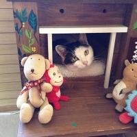 1339位のイメージ