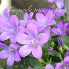 2312位のイメージ