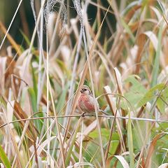 48位のイメージ
