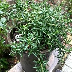 11位のイメージ