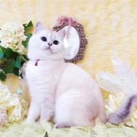 466位のイメージ