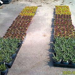 51位のイメージ