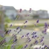 18047位のイメージ