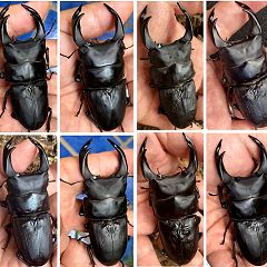 31位のイメージ