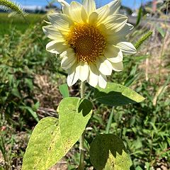 52位のイメージ