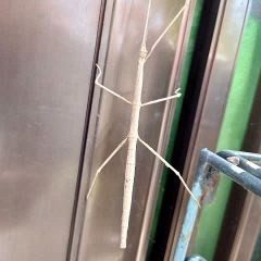 559位のイメージ