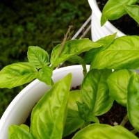 38位のイメージ