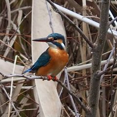 61位のイメージ