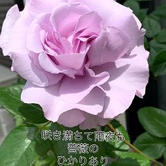 120位のイメージ