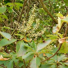 51位のイメージ