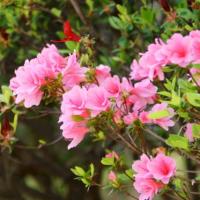 681位のイメージ