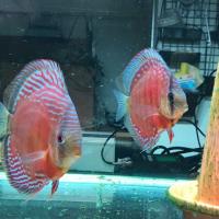 1525位のイメージ