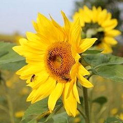 29位のイメージ