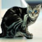 161位のイメージ