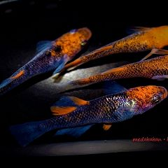 57位のイメージ