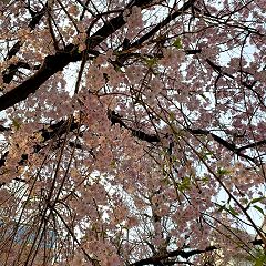 476位のイメージ