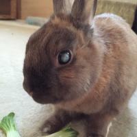 うさぎとの暮らし 人気ブログランキング