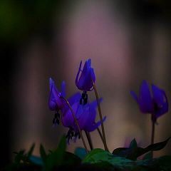 17位のイメージ