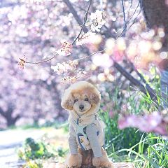 66位のイメージ