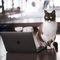 633位のイメージ