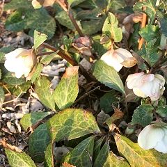 135位のイメージ