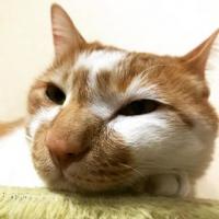 13043位のイメージ