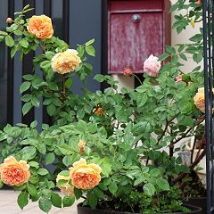 241位のイメージ