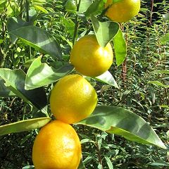 139位のイメージ