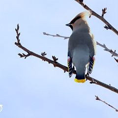 59位のイメージ