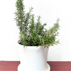 72位のイメージ