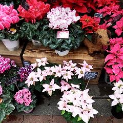 81位のイメージ