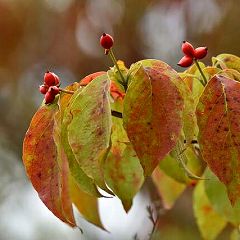 61位のイメージ