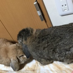 39位のイメージ