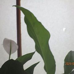 251位のイメージ