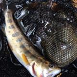 421位のイメージ