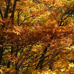 17位のイメージ