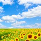 26位のイメージ