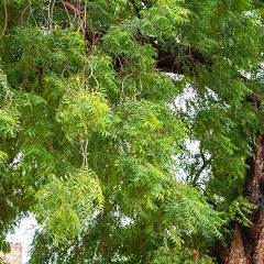 80位のイメージ