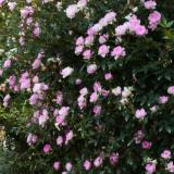 2530位のイメージ