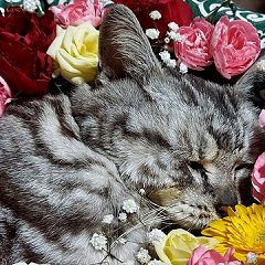 44位のイメージ